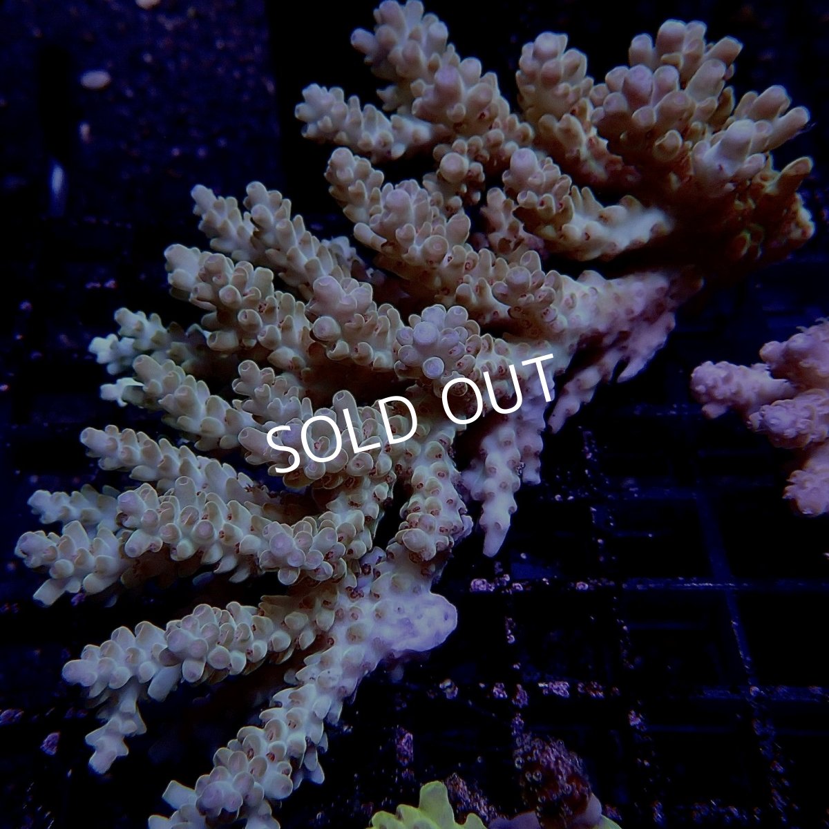 画像1: CF Acropora  sp. No.10 (1)