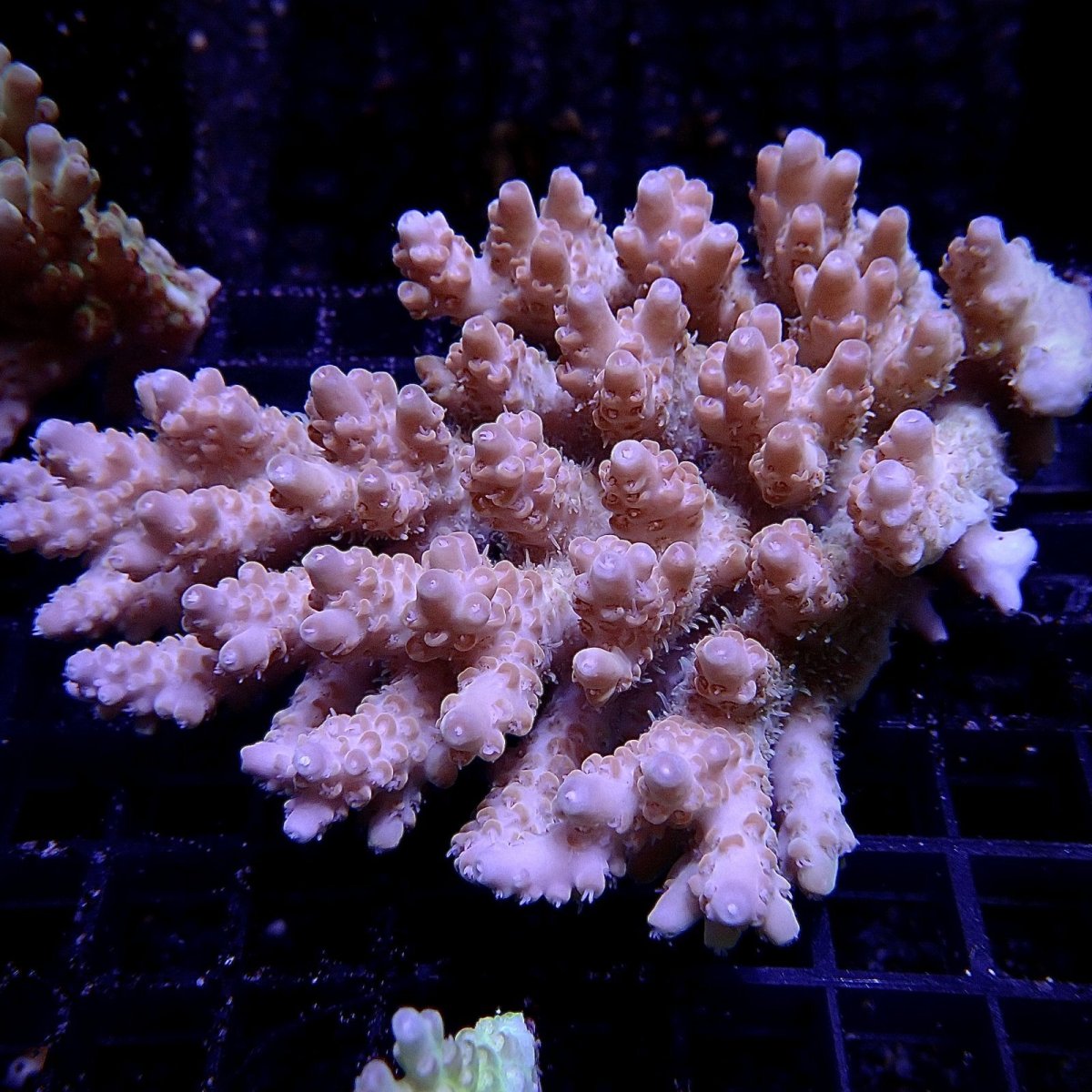 画像1: CF Acropora  sp. No.11 (1)
