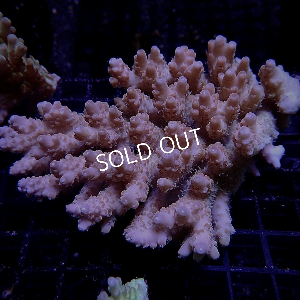 画像1: CF Acropora  sp. No.11 (1)