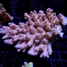 画像1: CF Acropora  sp. No.11 (1)