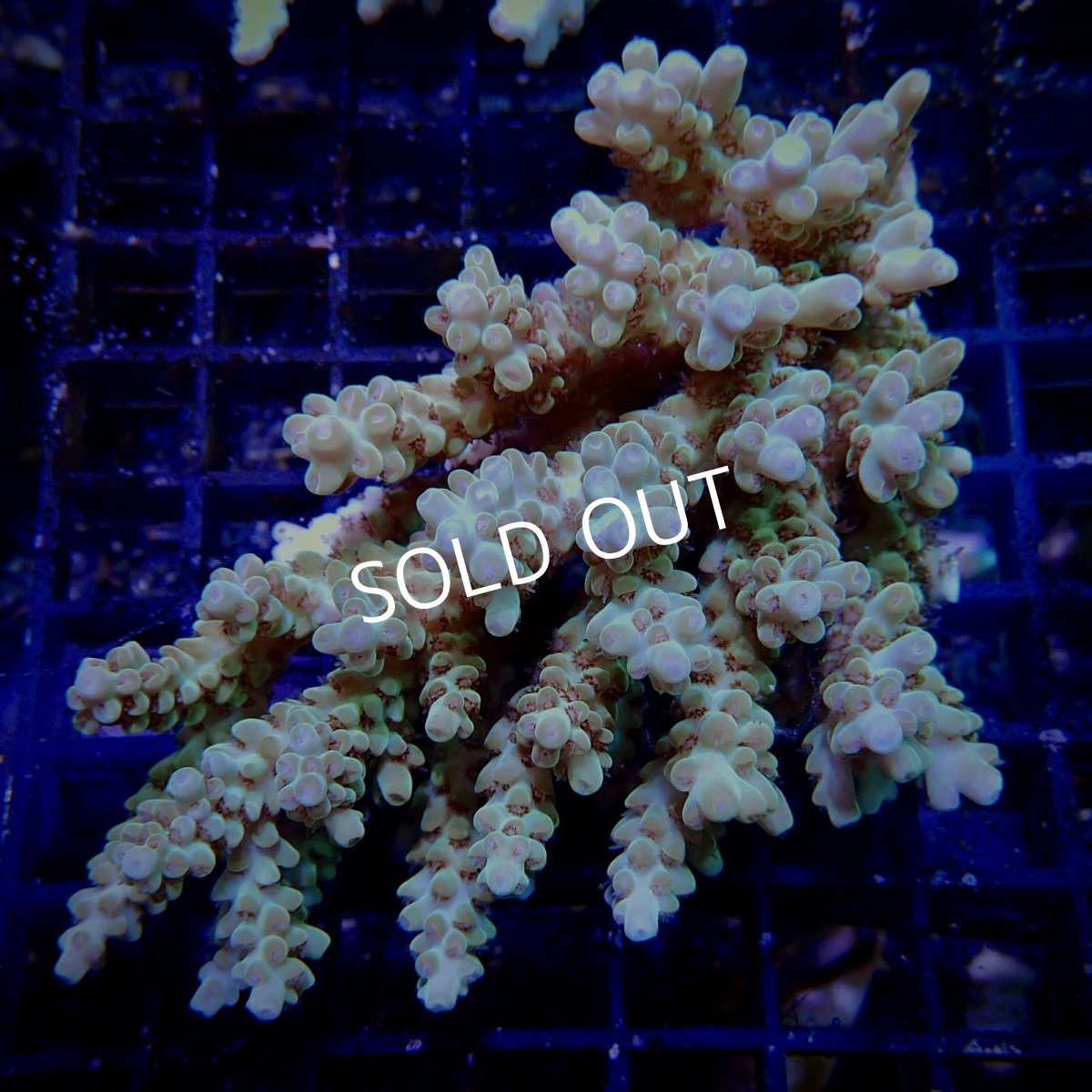 画像1: CF Acropora  sp. No.18 (1)