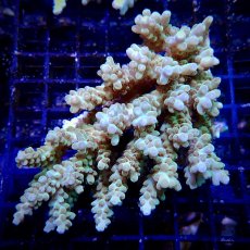 画像1: CF Acropora  sp. No.18 (1)