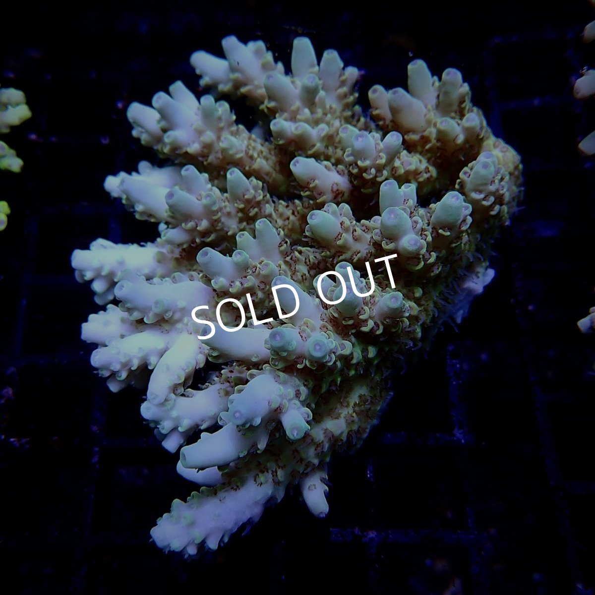 画像1: CF Acropora  sp. No.15 (1)