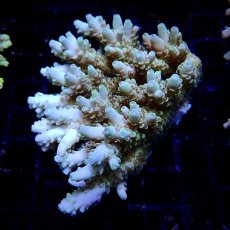 画像1: CF Acropora  sp. No.15 (1)