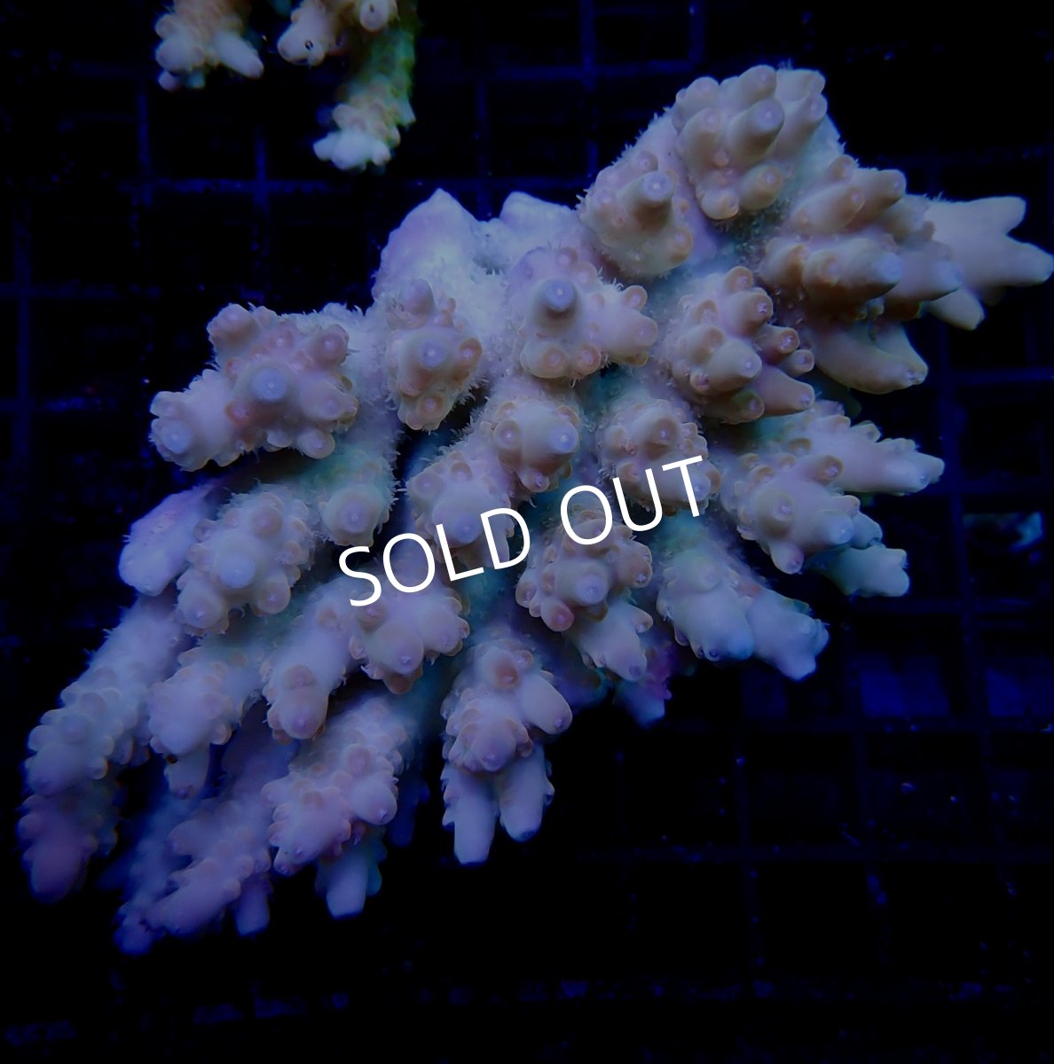画像1: CF Acropora  sp. No.20 (1)
