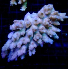 画像1: CF Acropora  sp. No.20 (1)
