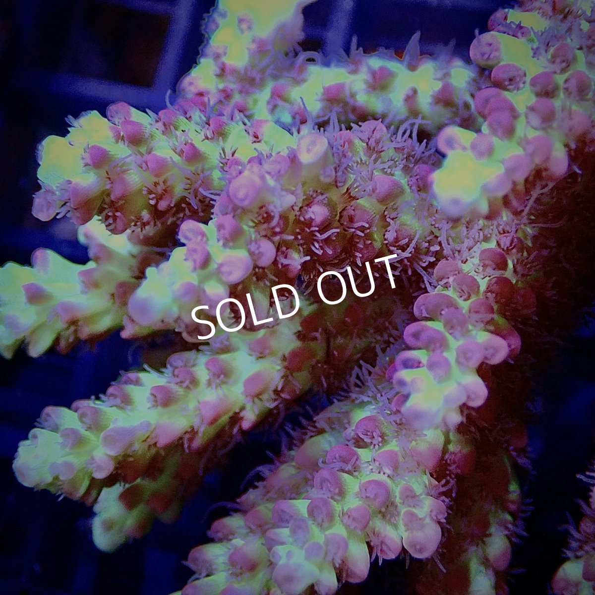 画像2: CF Acropora  sp. No.24 (2)