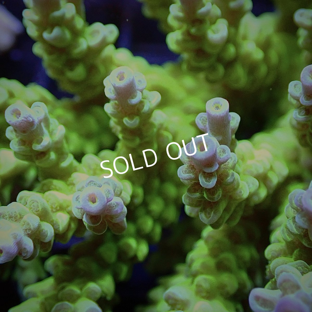 画像2: CF Acropora  sp. No.21 (2)