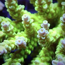 画像2: CF Acropora  sp. No.21 (2)