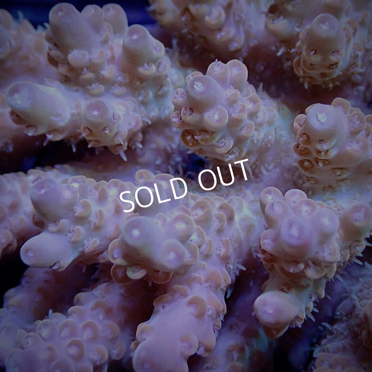 画像2: CF Acropora  sp. No.11 (2)