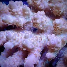 画像2: CF Acropora  sp. No.11 (2)