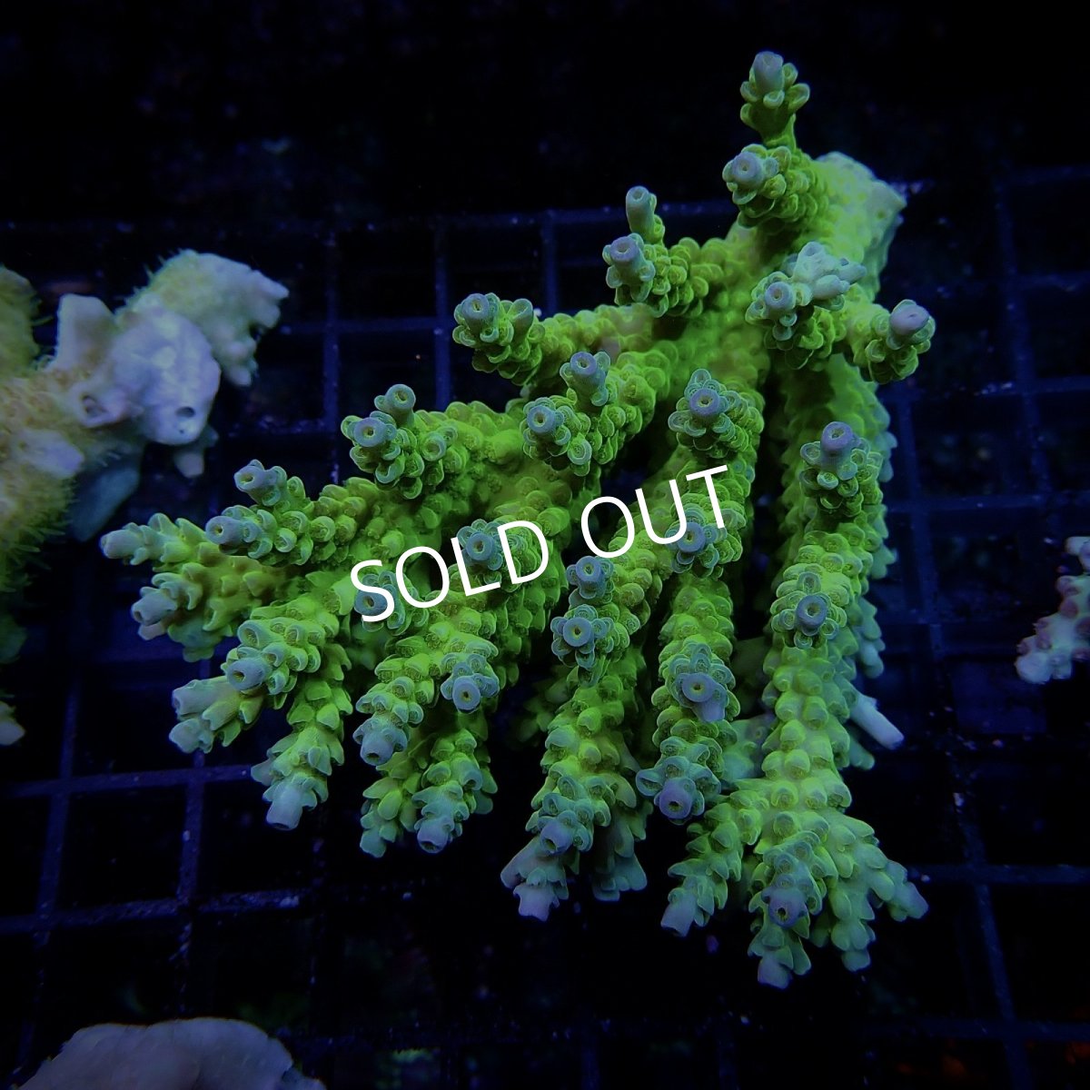 画像1: CF Acropora  sp. No.21 (1)