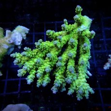 画像1: CF Acropora  sp. No.21 (1)