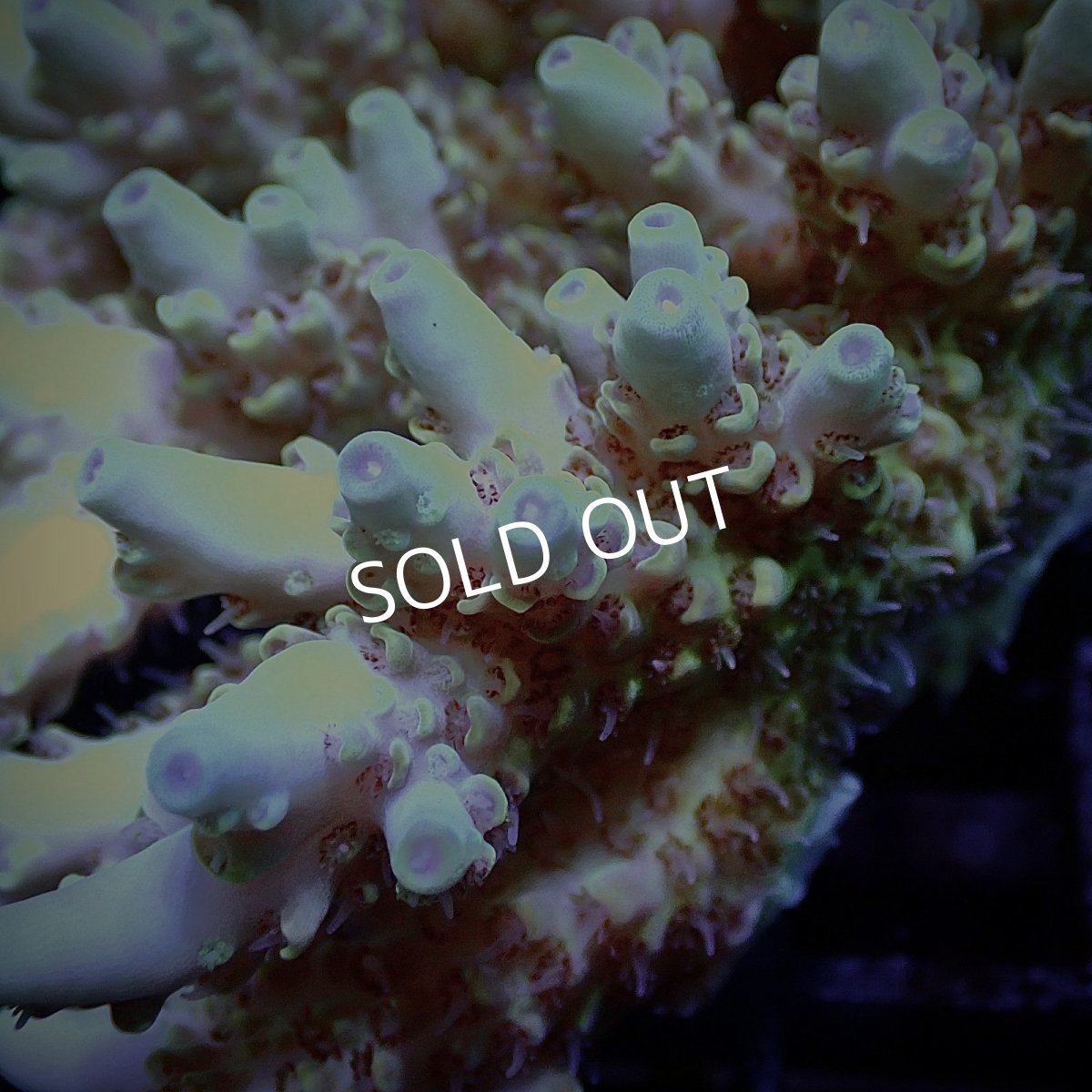 画像2: CF Acropora  sp. No.15 (2)