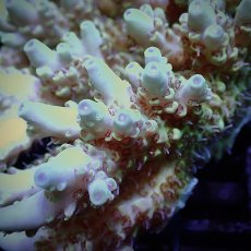 画像2: CF Acropora  sp. No.15 (2)