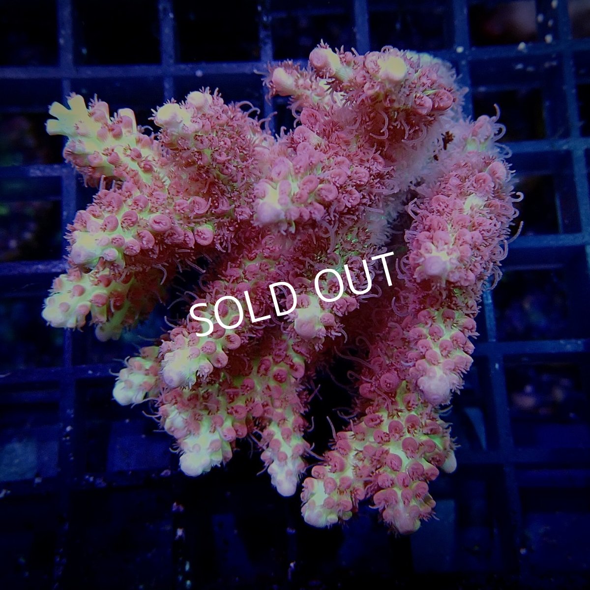 画像1: CF Acropora  sp. No.22 (1)