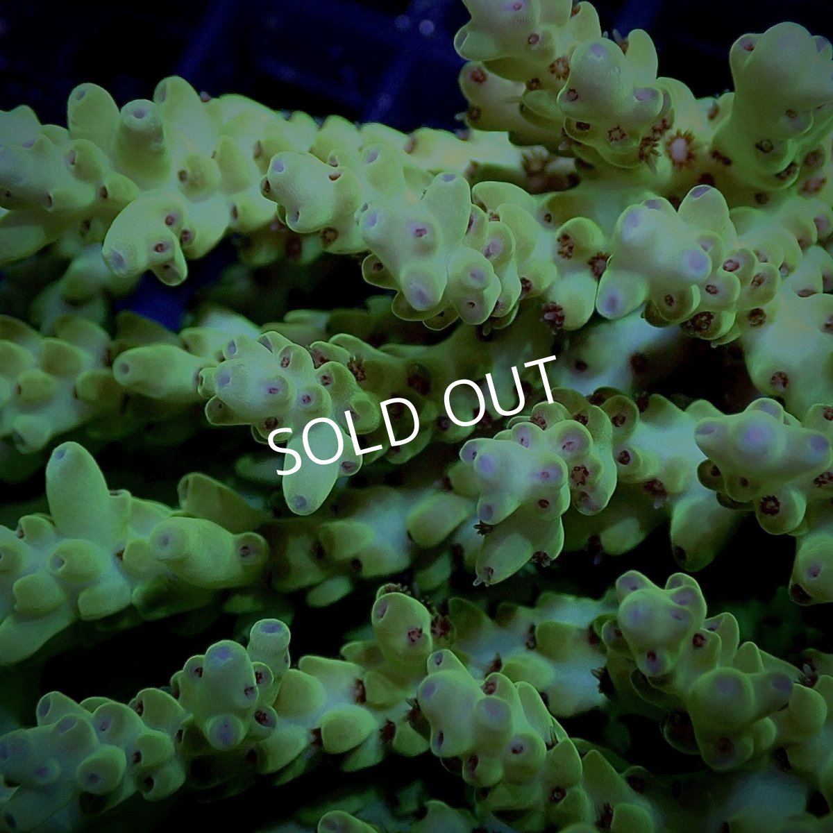 画像2: CF Acropora  sp. No.14 (2)