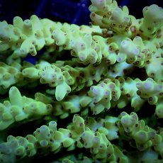 画像2: CF Acropora  sp. No.14 (2)