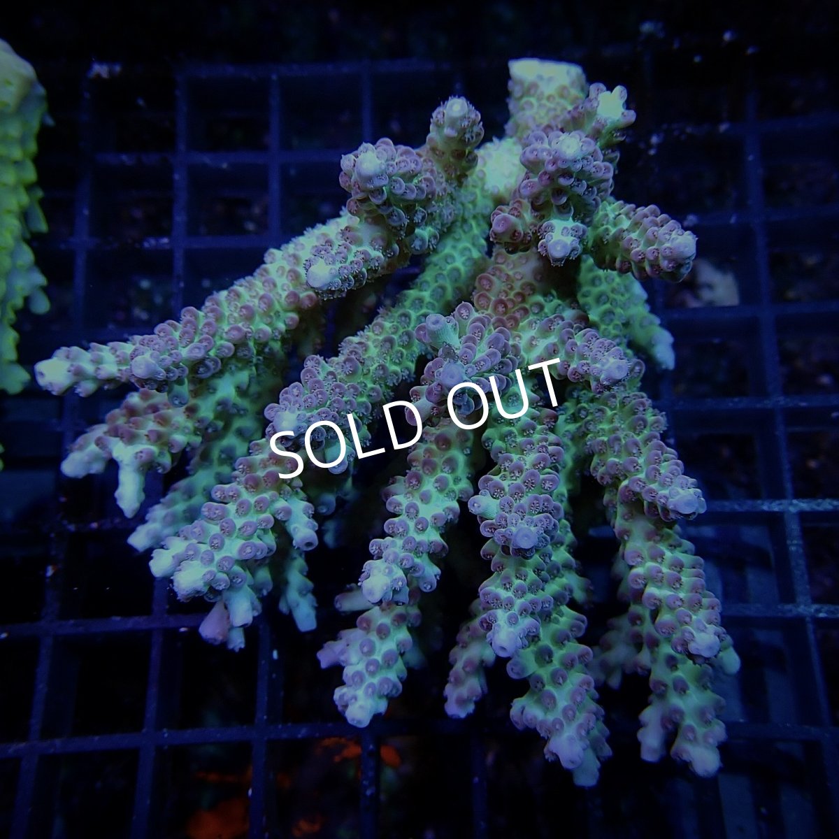 画像1: CF Acropora  sp. No.23 (1)