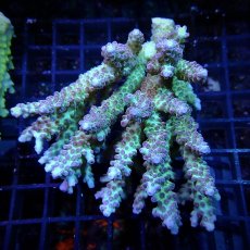 画像1: CF Acropora  sp. No.23 (1)
