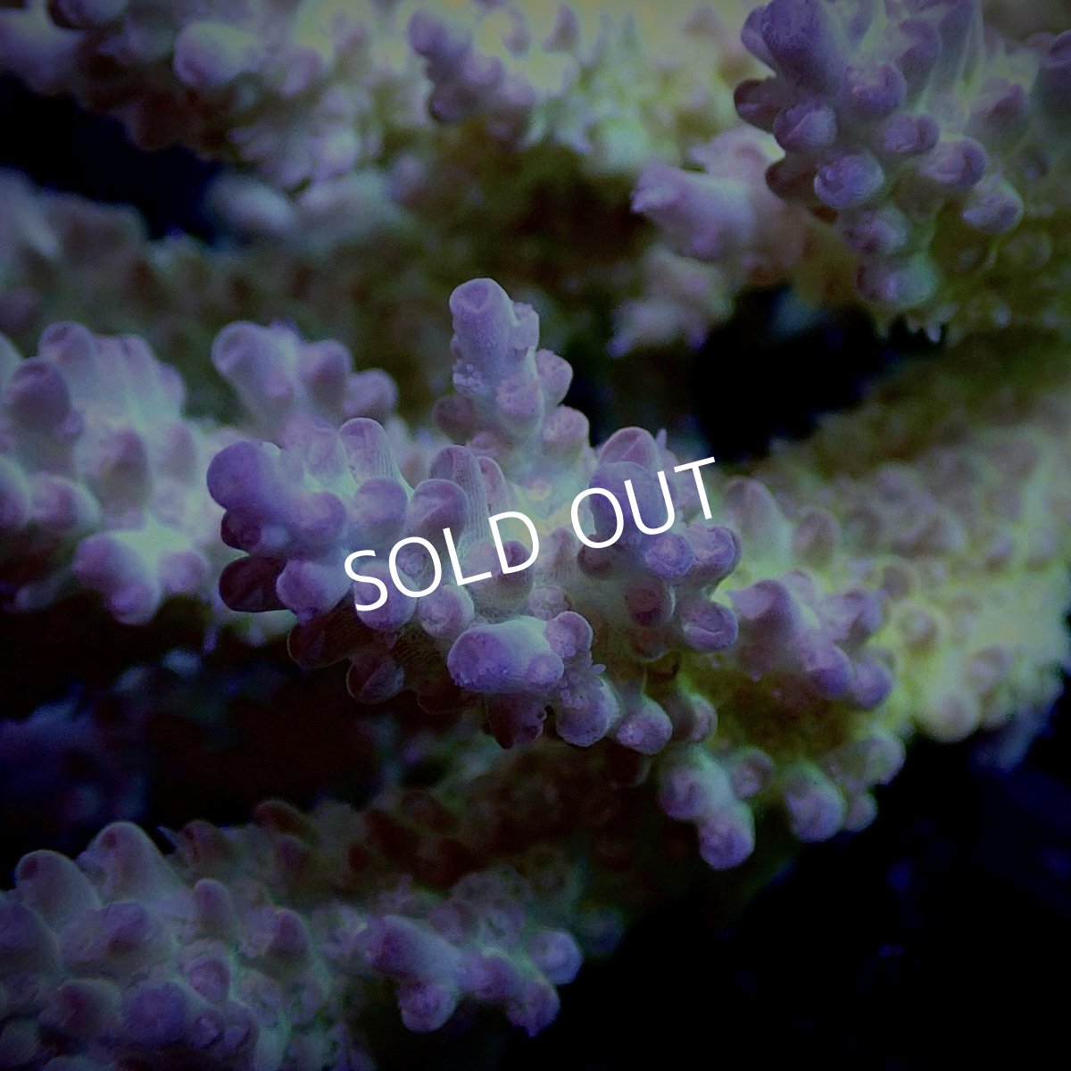 画像2: CF Acropora  sp. No.12 (2)