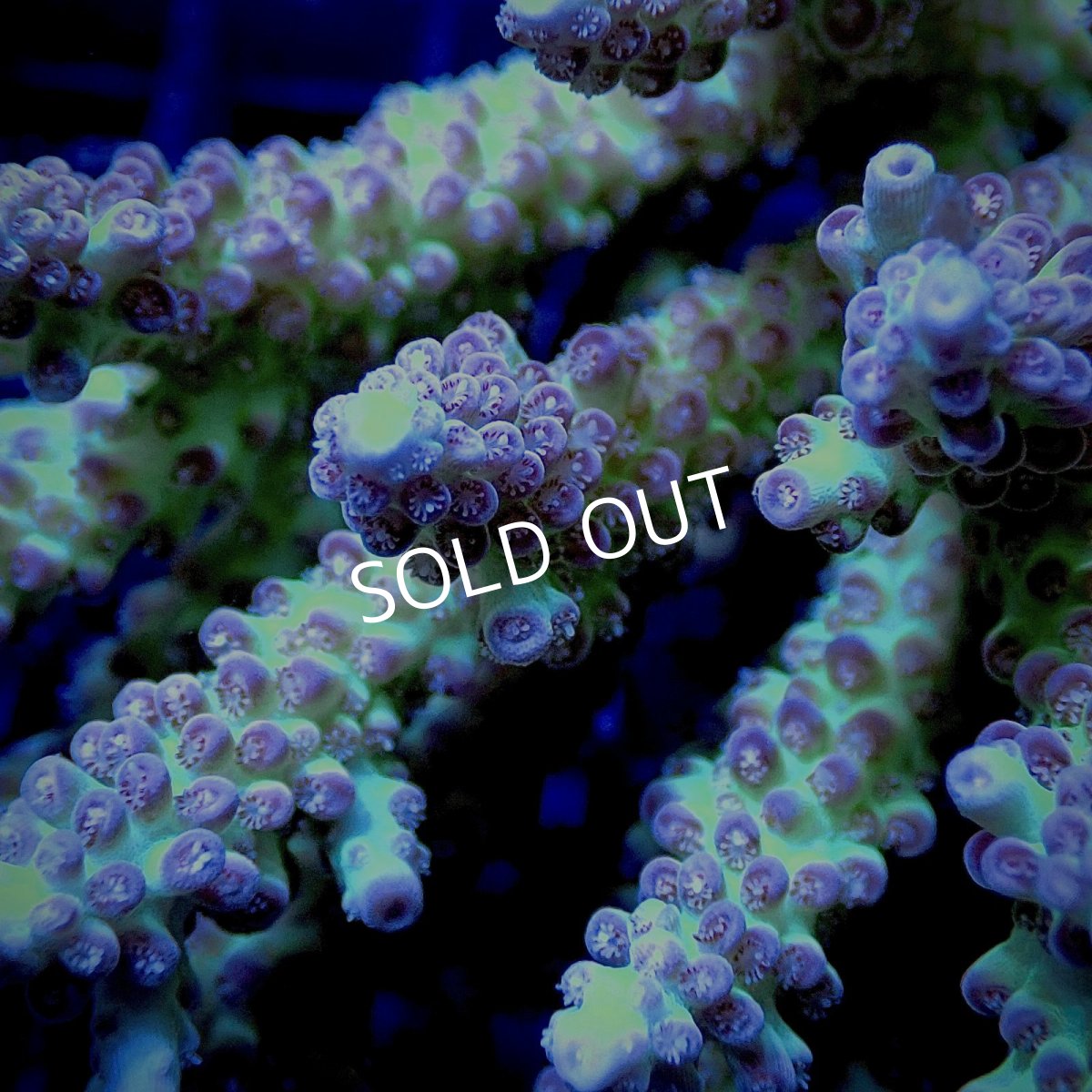 画像2: CF Acropora  sp. No.23 (2)