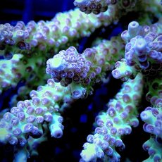 画像2: CF Acropora  sp. No.23 (2)