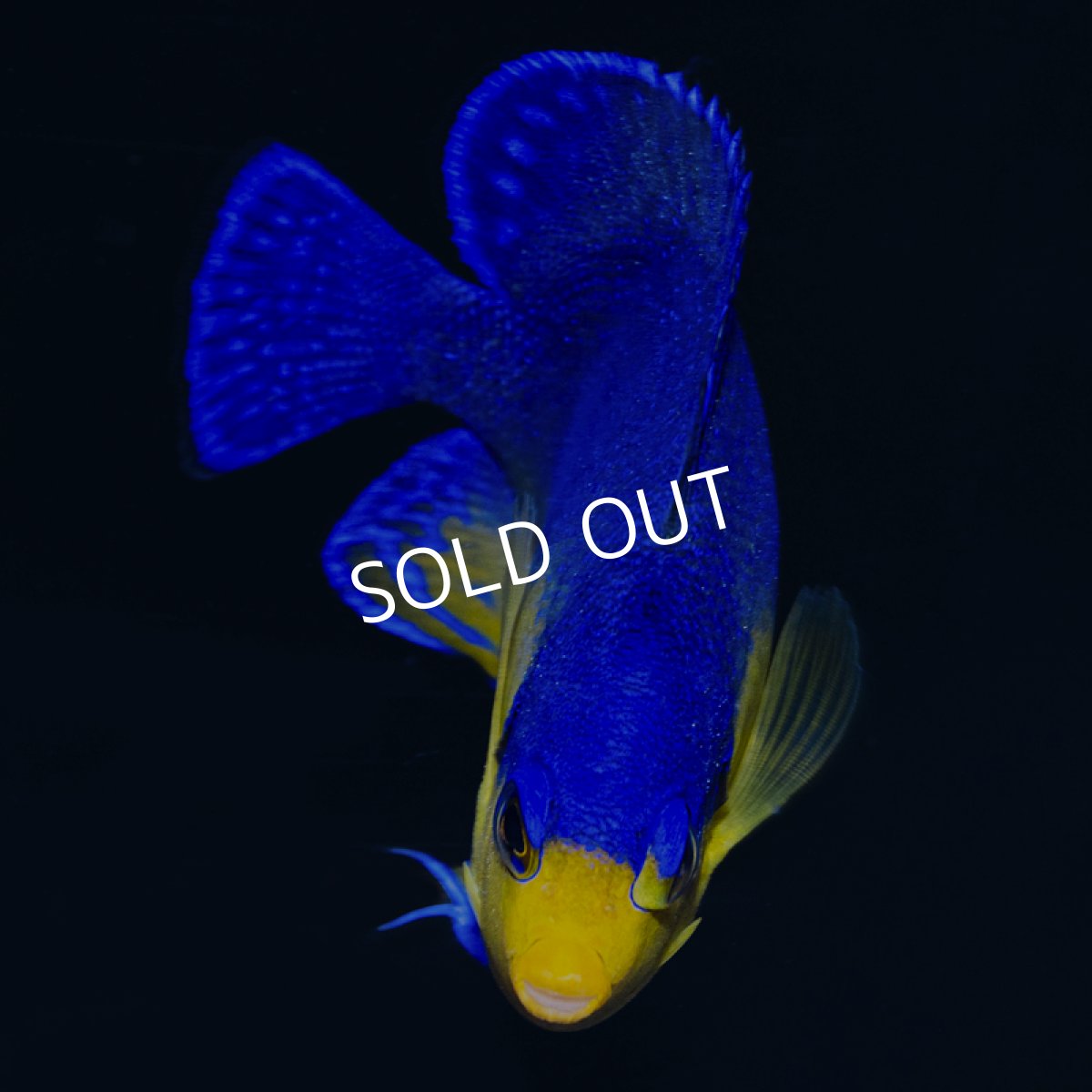 画像2: スミレヤッコ No.2 八重山産　 (2)