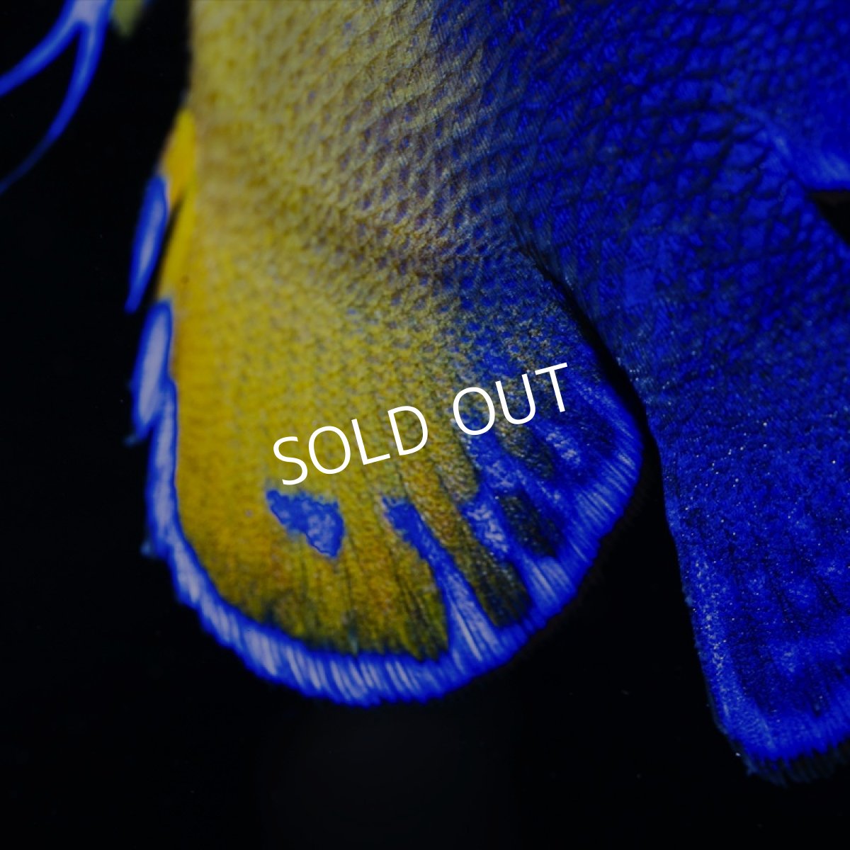 画像3: スミレヤッコ No.1 八重山産　 (3)