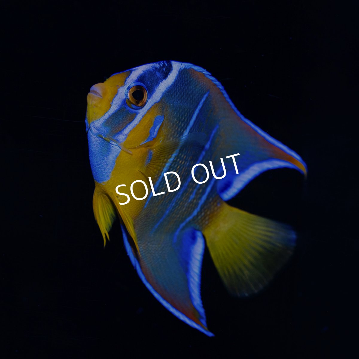 画像2: クイーンエンゼル M カリブ (2)