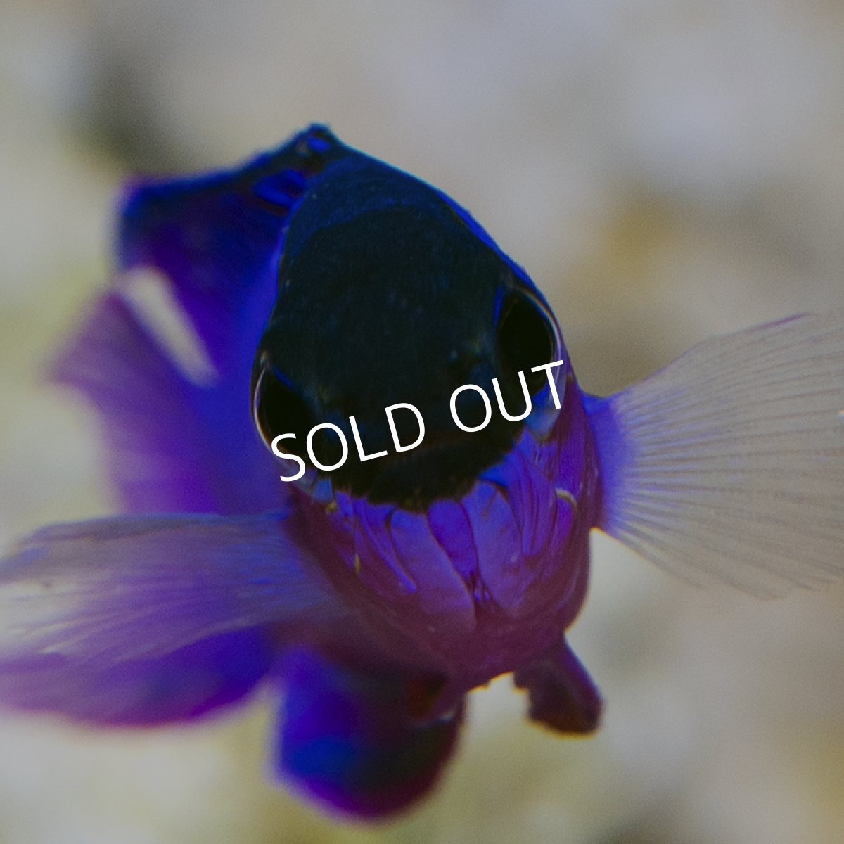 画像2: ブラックキャップバスレット (2)