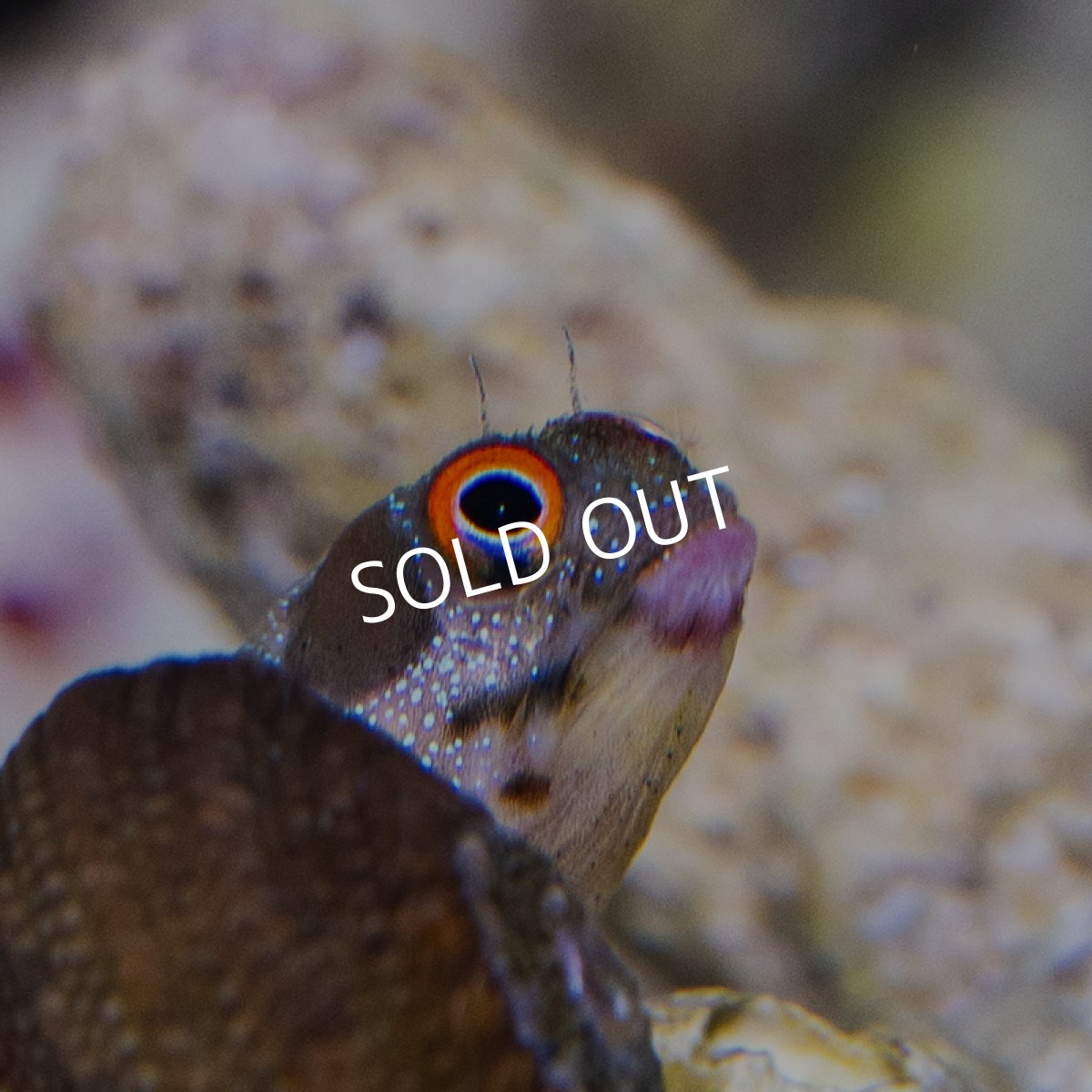 画像2: バーナクルブレニー (2)