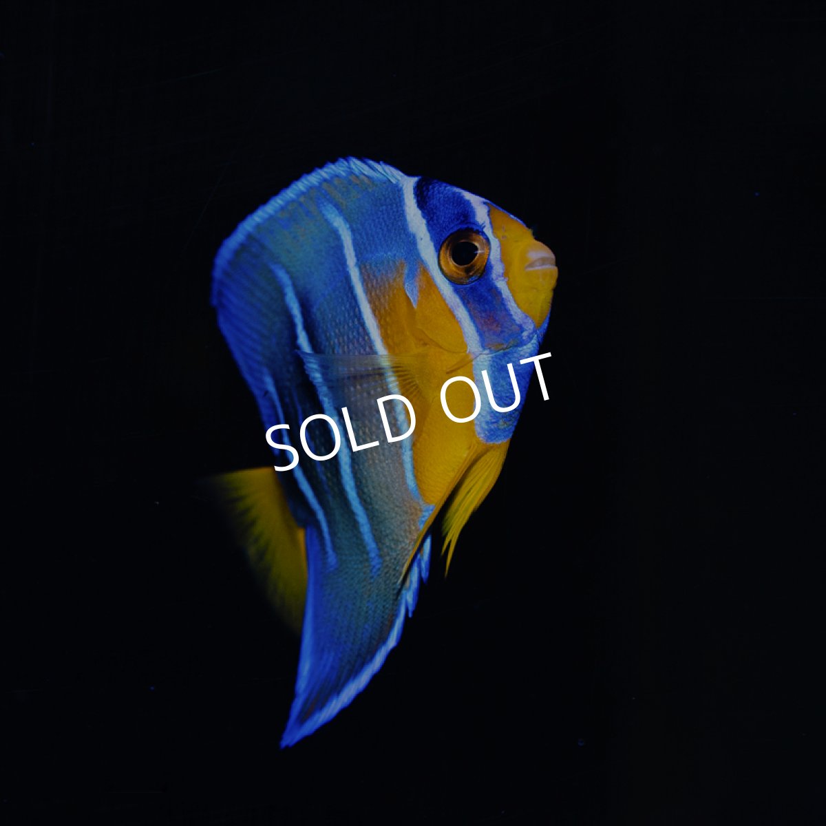 画像2: クイーンエンゼル SM カリブ (2)