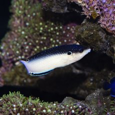 画像1: ニューギニアラス (1)