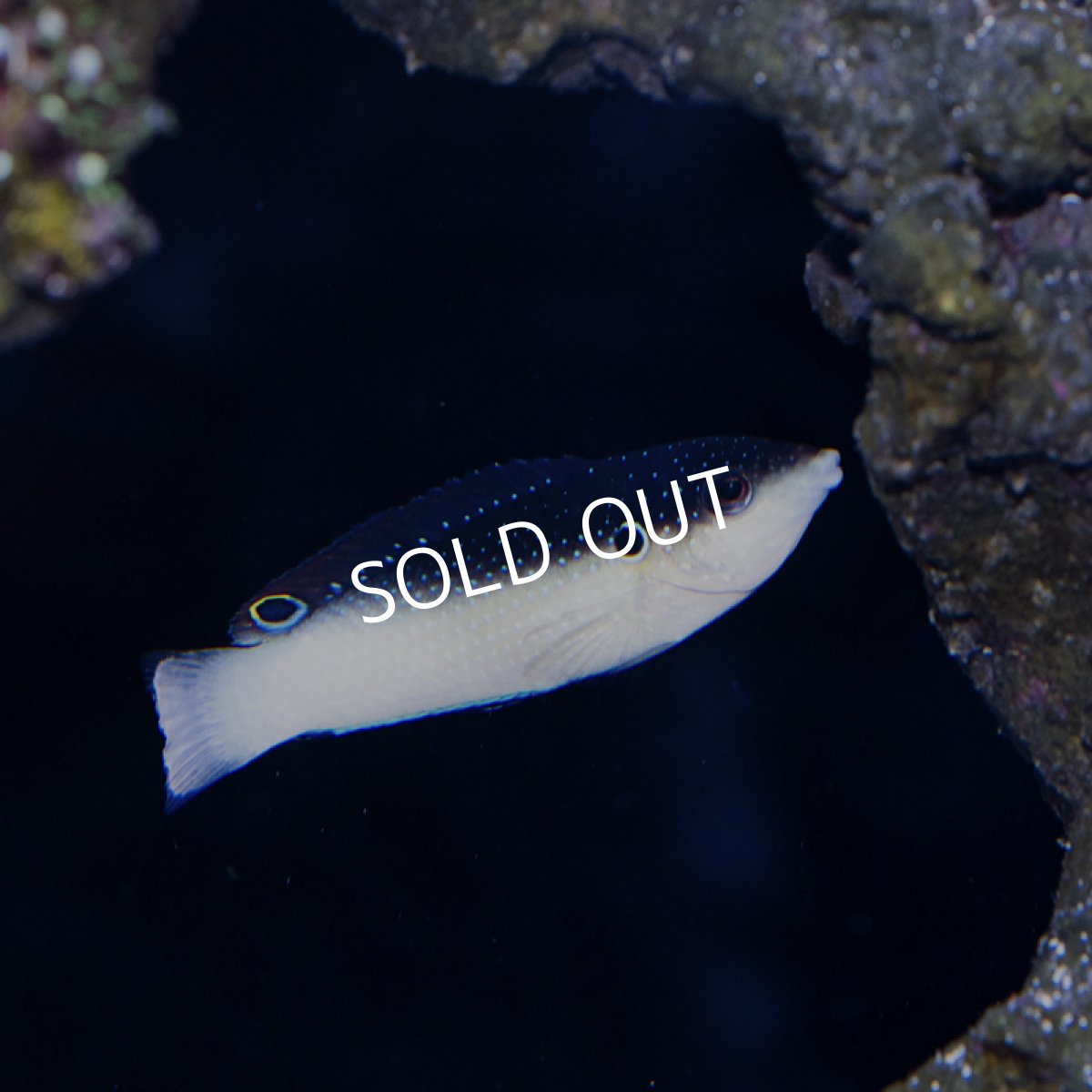 画像2: ニューギニアラス (2)