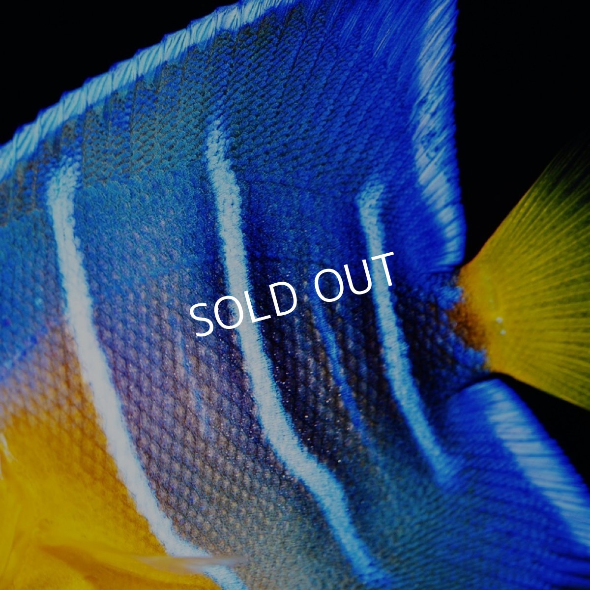 画像3: クイーンエンゼル SM カリブ (3)