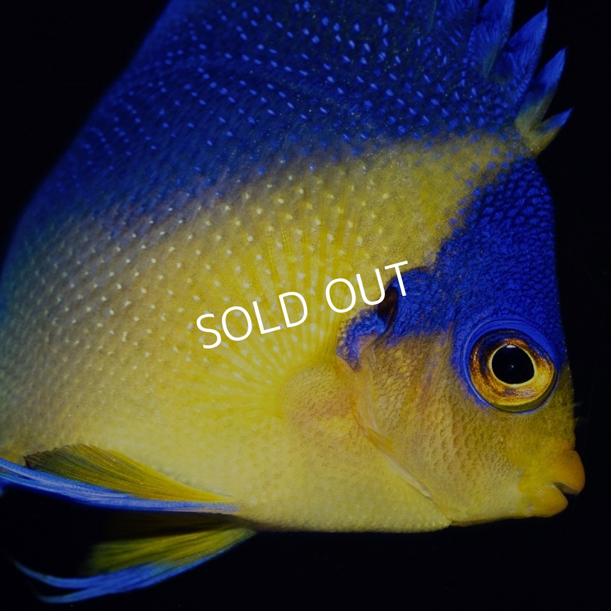 画像3: スミレヤッコ S 八重山産　 (3)