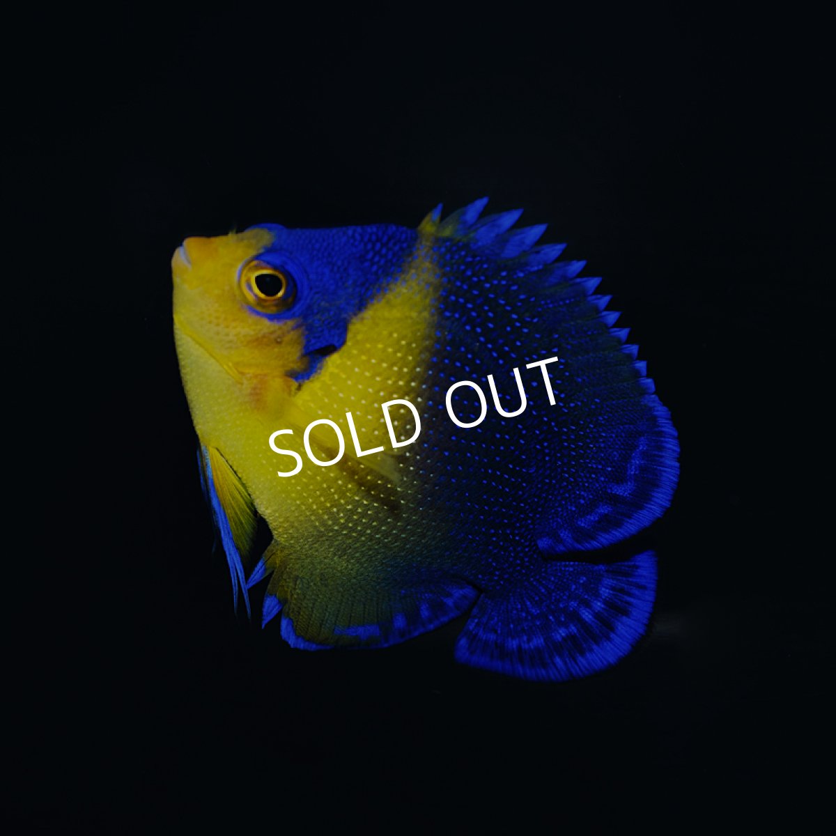 画像2: スミレヤッコ S 八重山産　 (2)