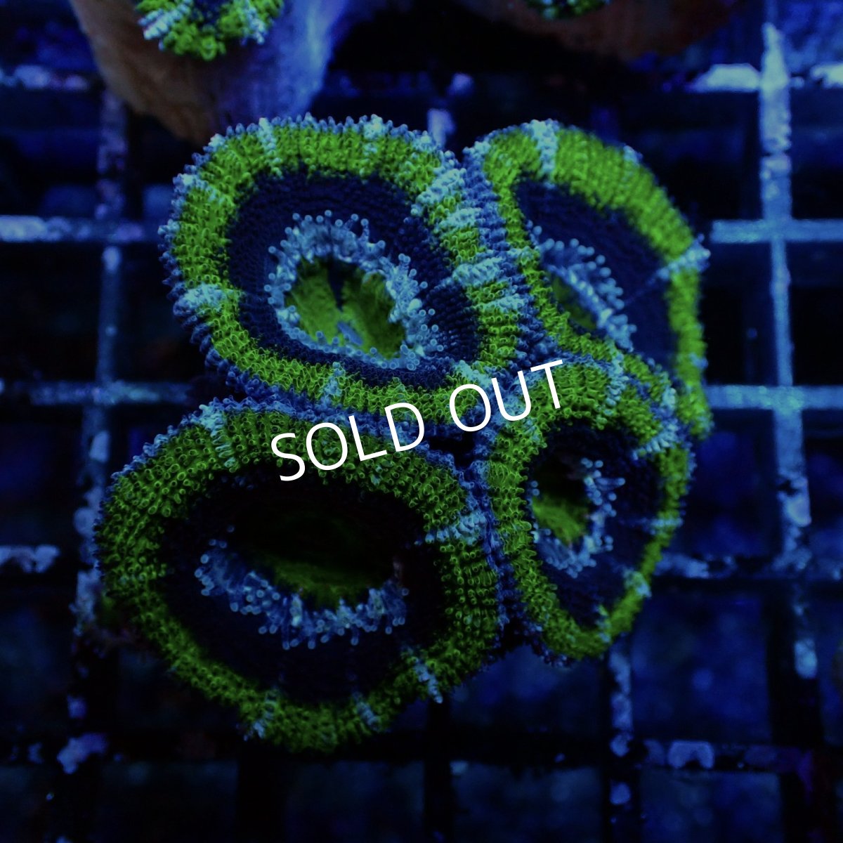 画像1: CF カクオオトゲキクメイシ Green Large polyp No.2 (1)