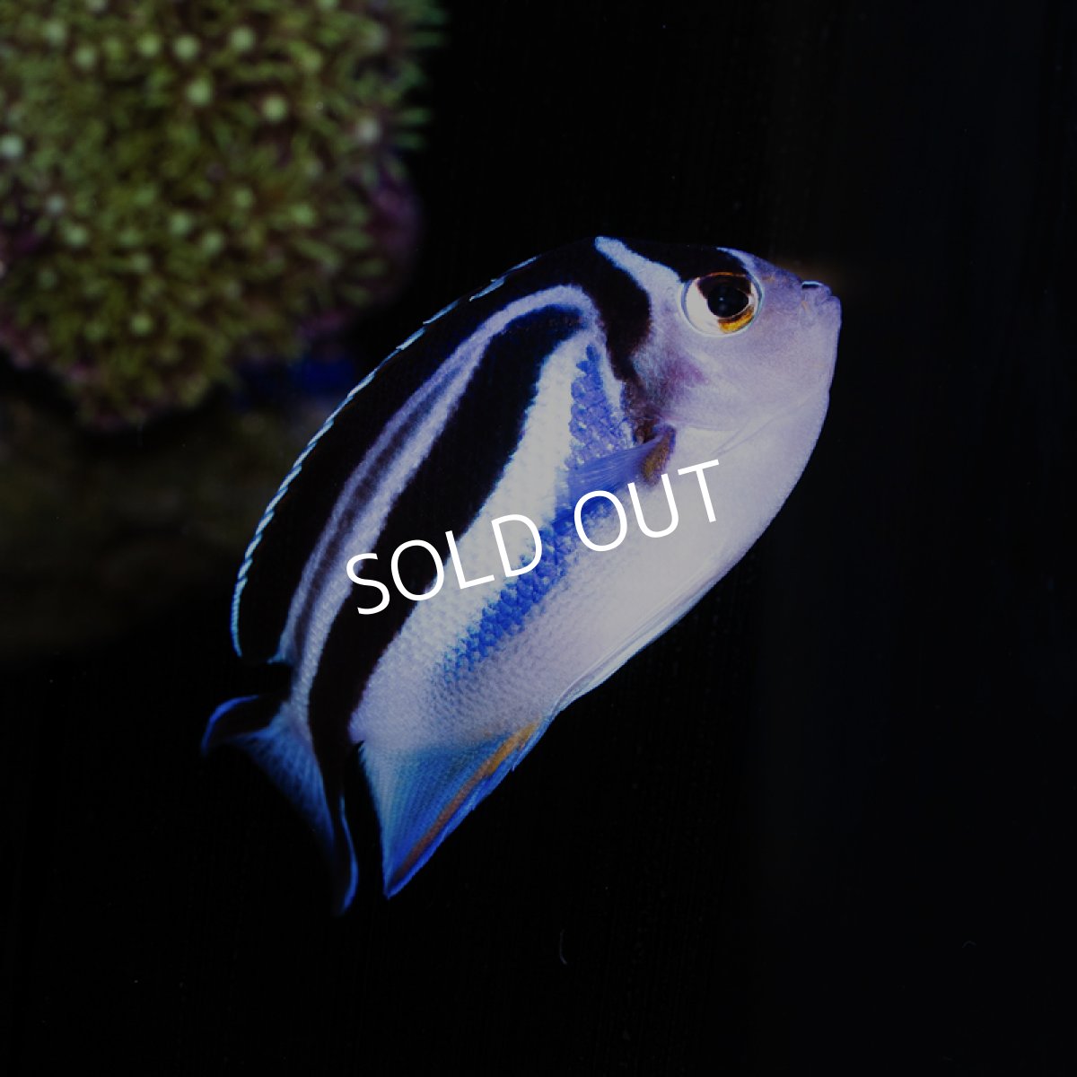 画像3: ベルスエンゼル (3)