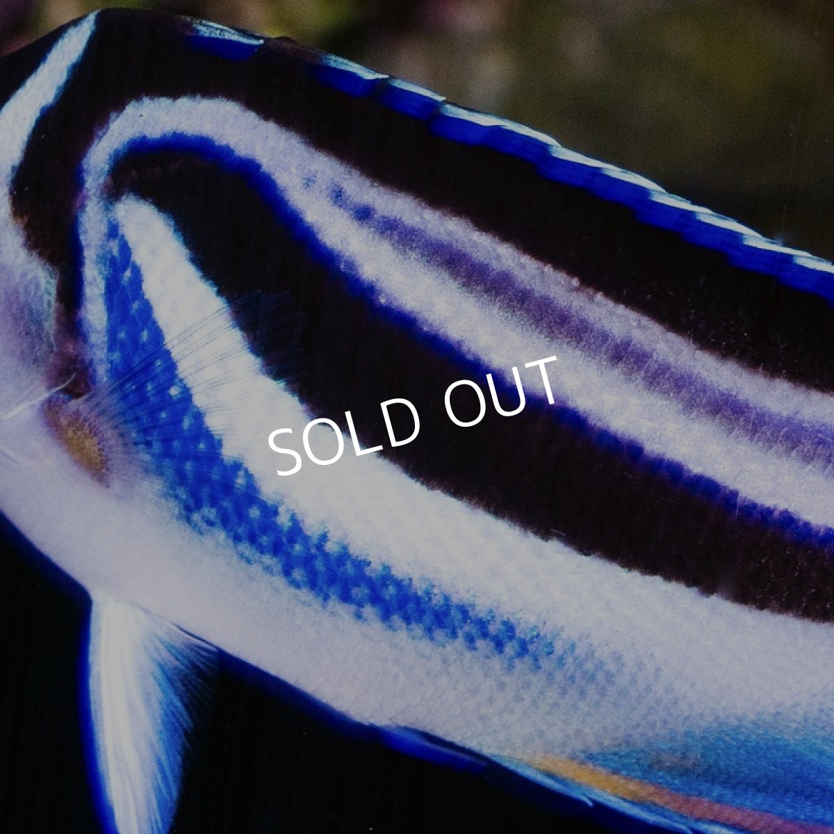 画像2: ベルスエンゼル (2)