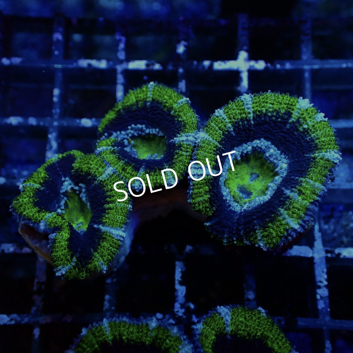 画像1: CF カクオオトゲキクメイシ Green Large polyp No.1 (1)