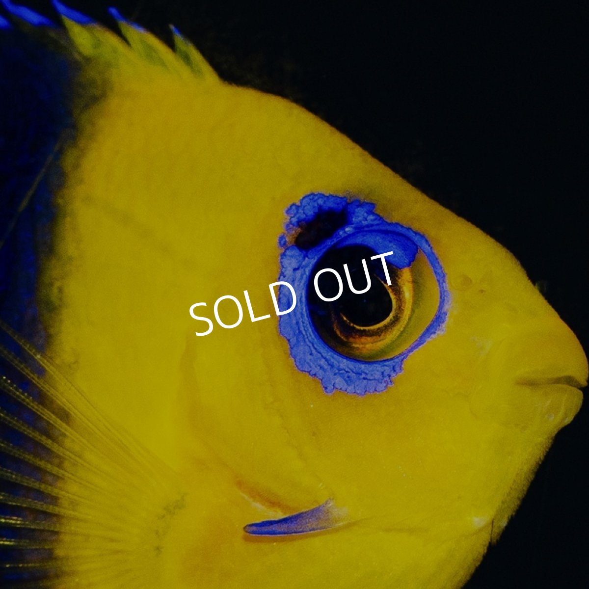 画像4: ココスピグミーエンゼル (4)