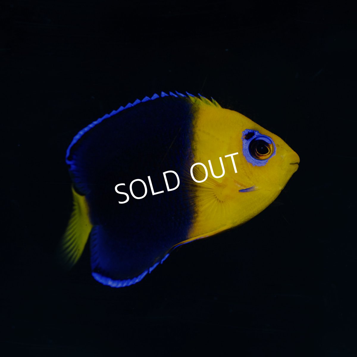 画像2: ココスピグミーエンゼル (2)