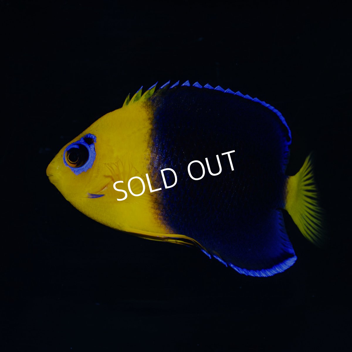 画像3: ココスピグミーエンゼル (3)