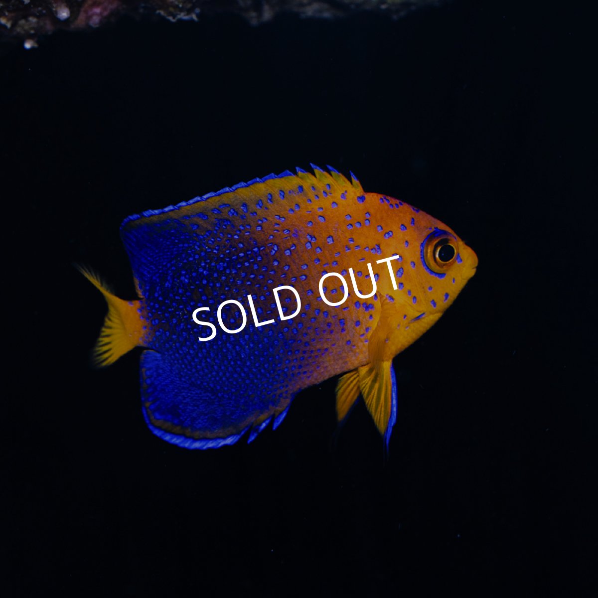 画像2: レンテンヤッコ SM　No.1 (2)