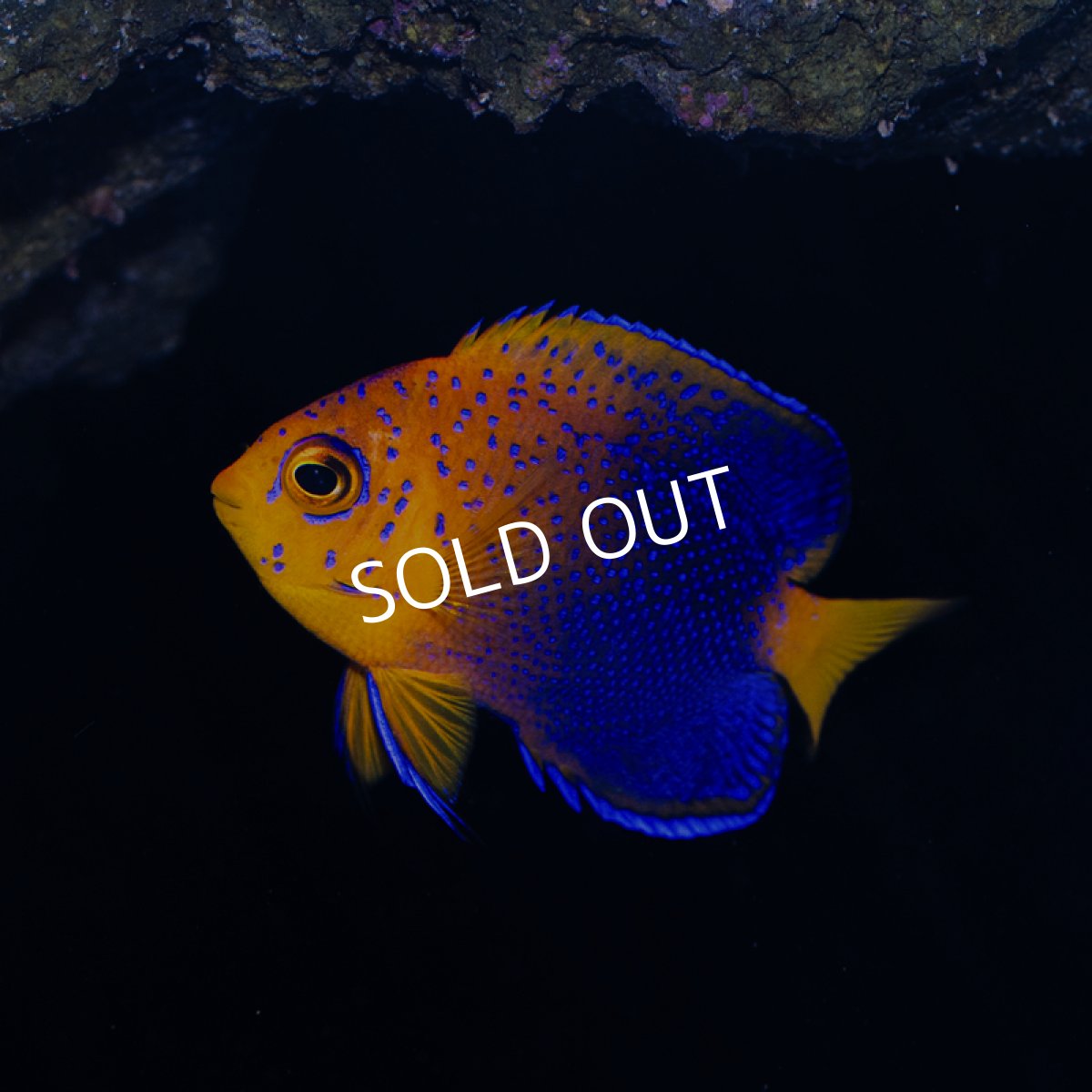 画像3: レンテンヤッコ SM　No.1 (3)