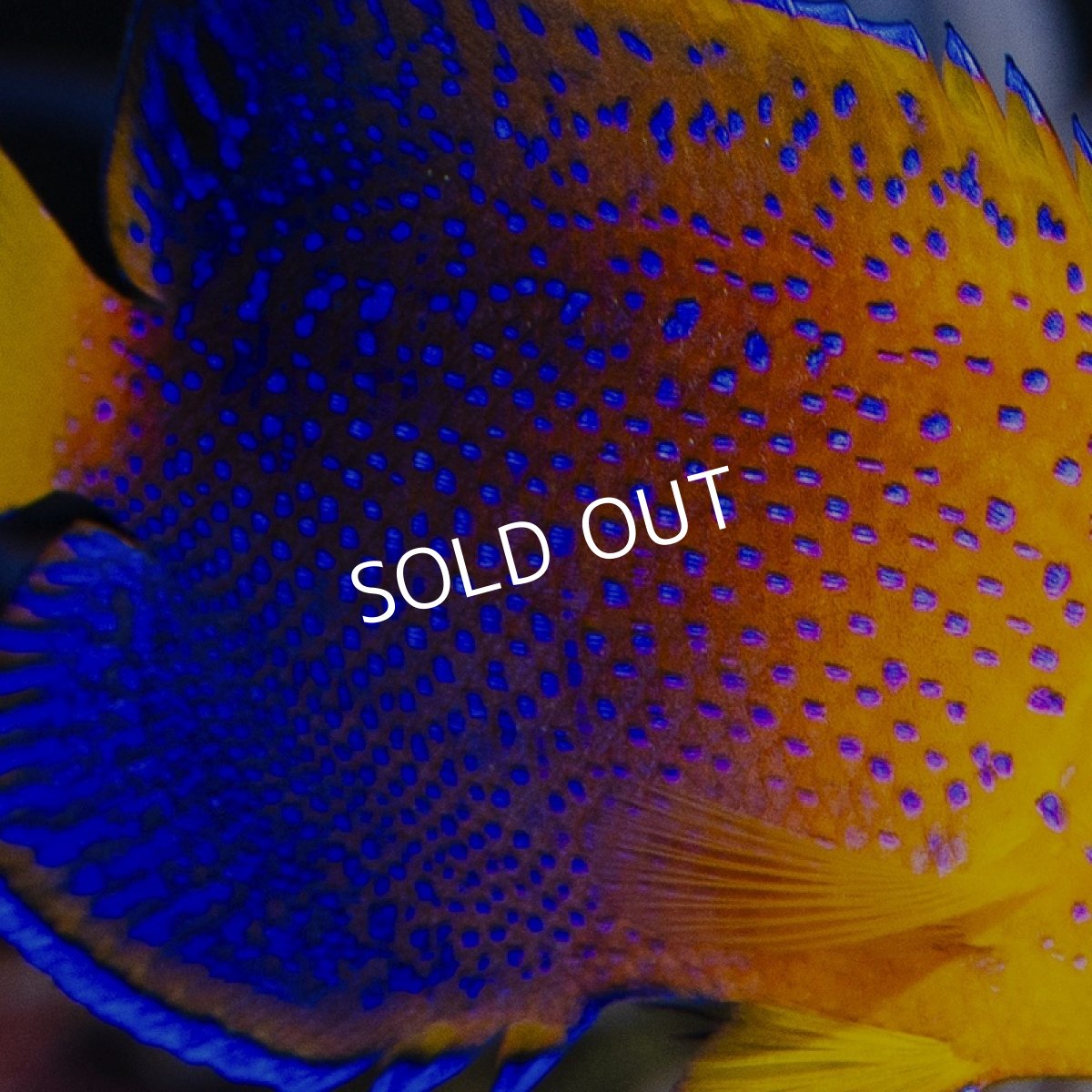 画像2: レンテンヤッコ SM　No.2 (2)