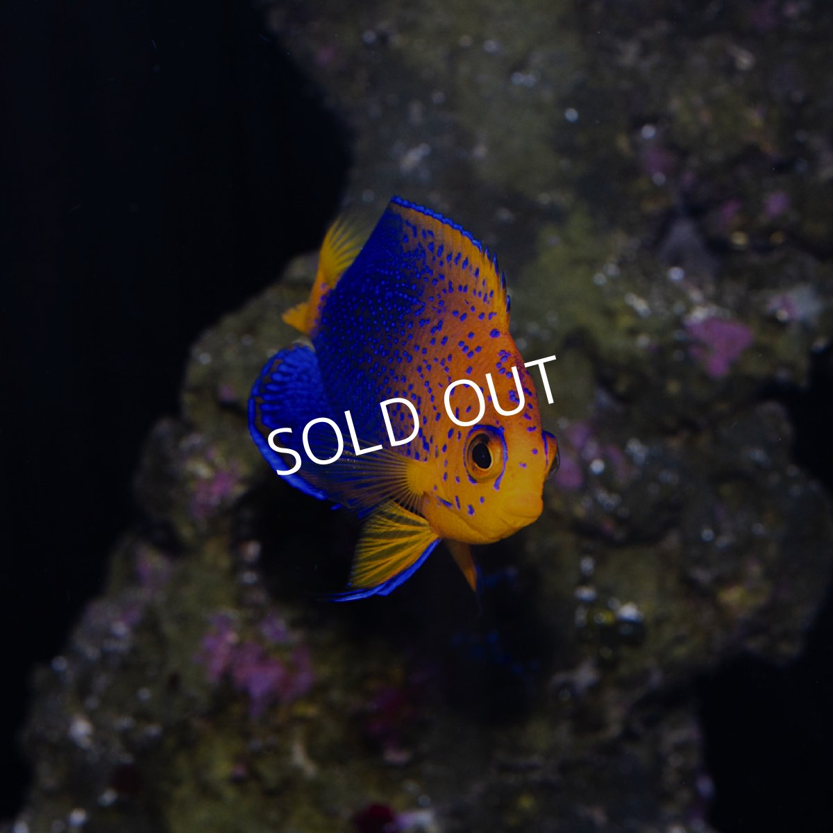 画像4: レンテンヤッコ SM　No.1 (4)