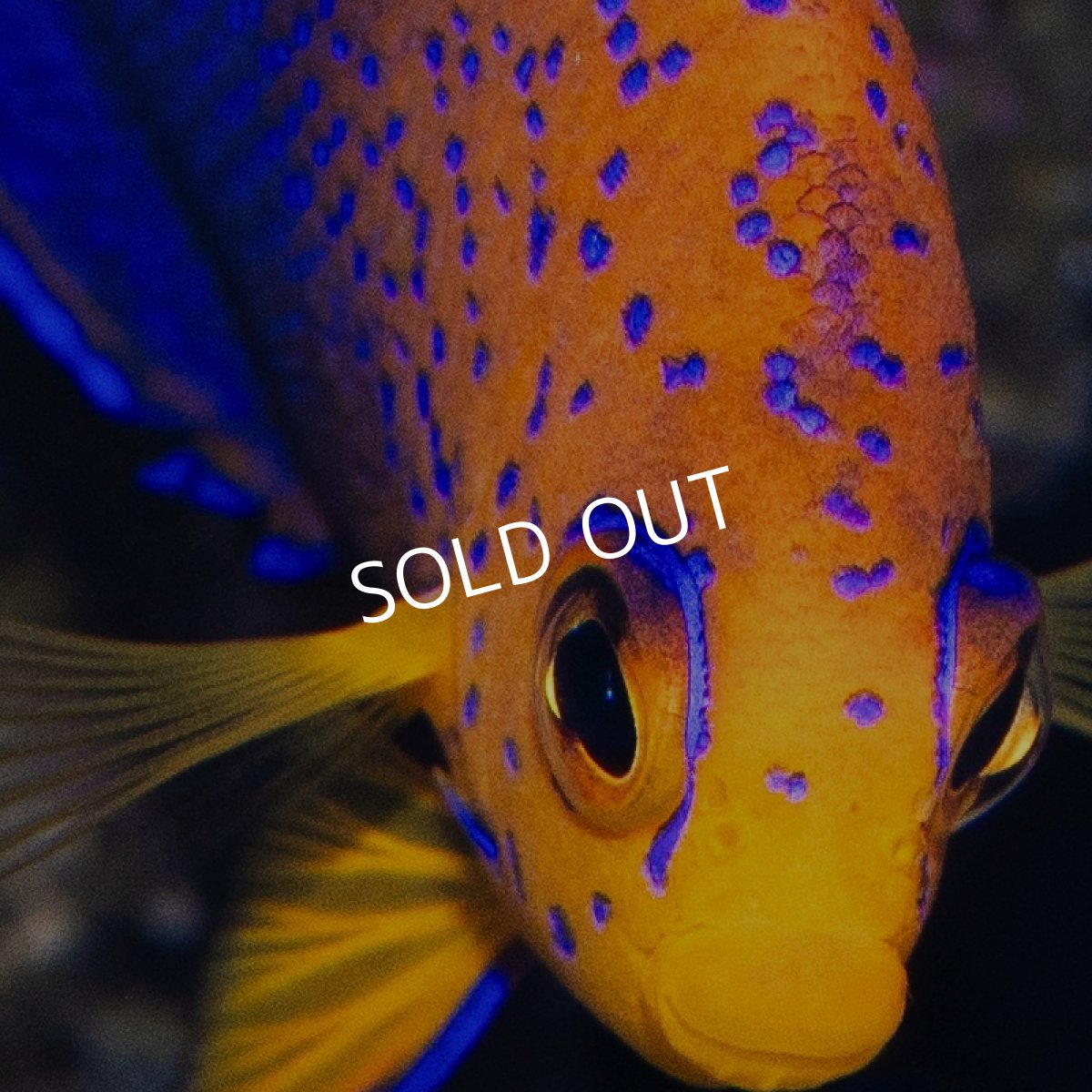 画像5: レンテンヤッコ SM　No.1 (5)